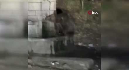 Kızılcahamam'da &ccedil;eşmeden su i&ccedil;en ayının komik anları