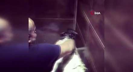 Sıcaktan bunalan ke&ccedil;iyi resmen &ccedil;itileyerek yıkadı! O anlar kamerada 