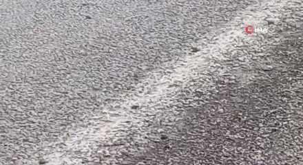 Tokat&rsquo;ta binlerce kurbağa kara yolunu istila etti