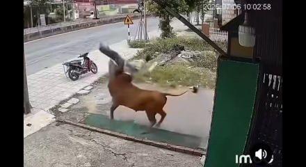 Vietnam'da kontrolden &ccedil;ıkan inek sahibine b&ouml;yle saldırdı