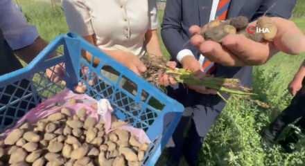 Y&uuml;ksekova'da tarımda yeni d&ouml;nem: Yoncalı k&ouml;y&uuml;nde ilk ticari salep hasadı yapıldı