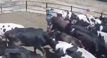 Boğanın saldırdığı besici &ouml;l&uuml;m&uuml;n kıyısından d&ouml;nd&uuml;