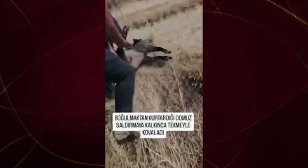 Hayatını kurtardığı domuz saldırınca tekmeyle kovaladı