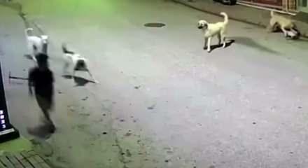 K&ouml;peklerin hedefi olan &ccedil;ocuk, canını elindeki skuterı fırlatarak kurtardı!