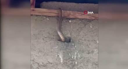 Hakkari'de yılanlar evi istila etti