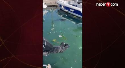İstanbul'da limanda sıkışan yavru yunus balığı kurtarıldı