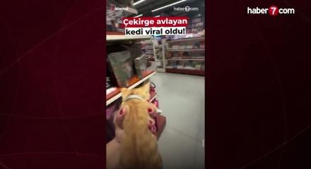 İşyerine giren dev &ccedil;ekirgeyi avlaması i&ccedil;in kedisini kedisini kullandı!