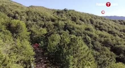 Kazdağları'nda siyah bal hasadı başladı