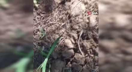 K&ouml;stebek sandı, ger&ccedil;ek &ccedil;ok başka &ccedil;ıktı