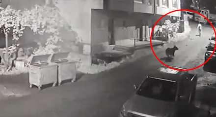 Rize'de filmleri aratmayan kovalamaca: anne ayı vatandaşı b&ouml;yle kovaladı
