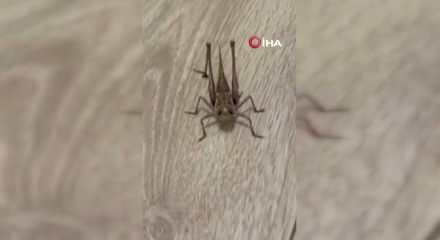 Tarım ve Orman Bakanlığı, &ccedil;ekirge istilası iddialarını yalanladı