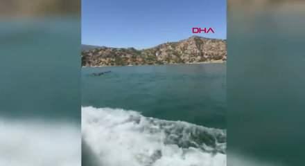 Baraj g&ouml;l&uuml;n&uuml; y&uuml;zerek ge&ccedil;en yaban domuzu s&uuml;r&uuml;s&uuml; kamerada