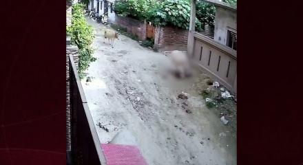 Hindistan'da boğanın saldırdığı &ccedil;ocuğu &ccedil;evredekiler kurtardı