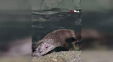 Rize'de kıyıya yanaşan su samuru balık&ccedil;ı barınağını mesken tuttu