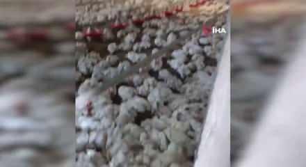 Bolu'da &uuml;reticiyi kahreden arıza! 4 bin tavuk telef oldu
