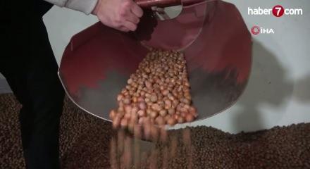 Fındık alım - satım fiyatı belli oldu!