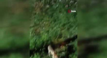 Tilki, kedi ve kirpi buluşması kamerada