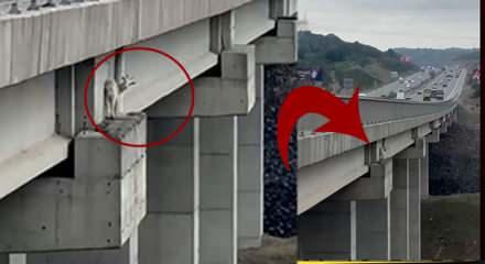Viyad&uuml;kte mahsur kalan ke&ccedil;iyi itfaiye ekipleri halatla yukarı &ccedil;ekti