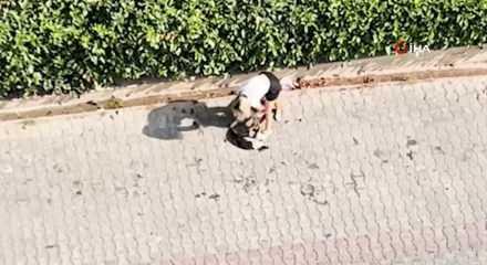 Ağızlıksız gezdirilen Pitbull kediyi par&ccedil;aladı: Sahibi 'polisi aramayın' diye yalvardı