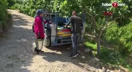 Mersin'de incir hasadı başladı; kilosu 150 lira