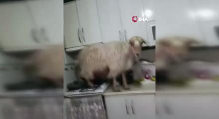 Mutfağa dalan ke&ccedil;iyi polisle tehdit etti: "Polise veririm seni!"