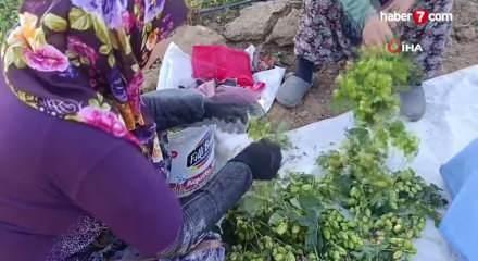 Bilecik'te 'yeşil altın' hasadı başladı