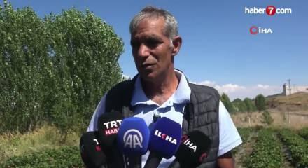 Burada yetişmez demişlerdi: Tonlarca meyve verdi!
