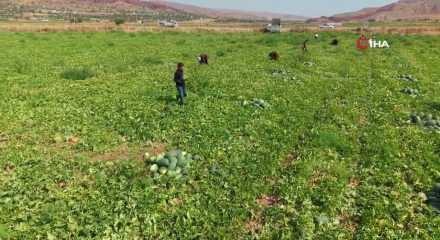 Kırıkkale'de kavundaki y&uuml;ksek rekolte &uuml;reticinin y&uuml;z&uuml;n&uuml; g&uuml;ld&uuml;rd&uuml;!