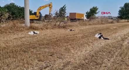 Tekirdağ'da g&ouml;&ccedil; yolundaki 30 leylek elektrik akımına kapılarak can verdi