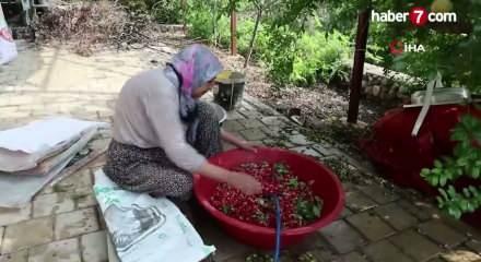 Adana'da kara kazanlarda sağlık deposu kızılcık şerbeti mesaisi başladı