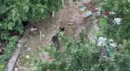 Bah&ccedil;eye giren ayı paniğe yol a&ccedil;tı