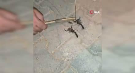 İstanbul'da yeni kabus! İki il&ccedil;e panikte, uzmanlardan 'sakın &ouml;ld&uuml;rmeyin' uyarısı...