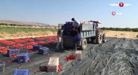 Malatya&rsquo;da tarlalar kırmızıya boyandı!
