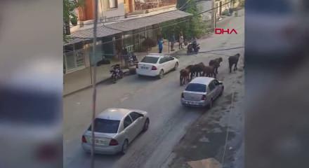 Hatay'da yola inen başıboş mandalar trafiği durma noktasına getirdi