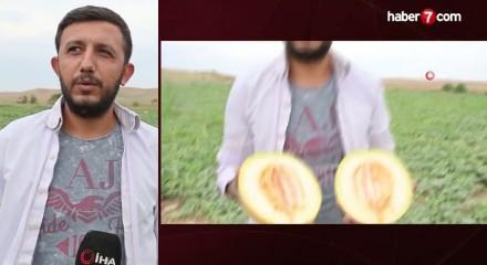 Tarladan direkt vatandaşa sattı: Fiyatı 15 lira ucuzladı!