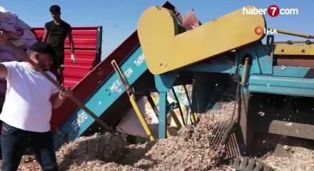 Tekirdağ soğanında hasat zamanı: 5 bin 700 ton &uuml;r&uuml;n bekleniyor