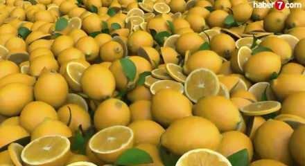 TİGEM 1010 ton limonu satışa &ccedil;ıkarıyor