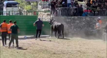Artvin'de g&uuml;reşten ka&ccedil;an boğa, demir kapıdaki boşluktan arenanın dışına atladı