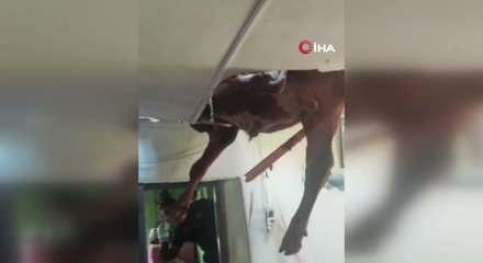 &Ccedil;iftlikten ka&ccedil;an boğa evin &ccedil;atısına d&uuml;şt&uuml;