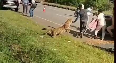 Hindistan'da yaralı leopar kendisine yardım etmek isteyenlere saldırdı 