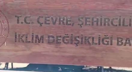 Konya'da 2 bin yıllık anıt ağaca b&uuml;y&uuml;k saygısızlık!