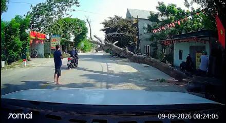 Vietnam'da kesilen ağa&ccedil; motosikletlinin &uuml;zerine devrildi: S&uuml;r&uuml;c&uuml; feci şekilde can verdi 