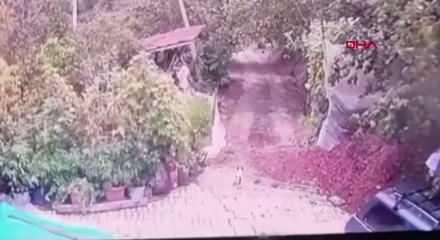 D&uuml;zce'de a&ccedil; kalan kurt k&ouml;ye indi, bah&ccedil;edeki k&ouml;peği saniyeler i&ccedil;inde b&ouml;yle kaptı
