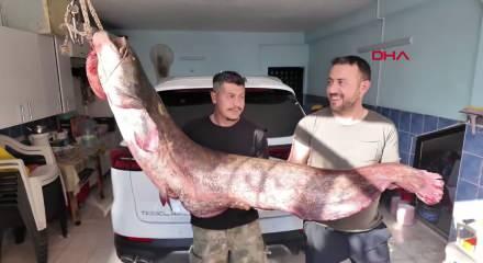 Kızılırmak&rsquo;ta dev yayın balığı: 1,90 metre uzunluğunda, 45 kilo ağırlığında