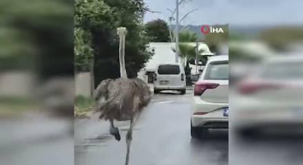 Şile'de hayvanat bah&ccedil;esinden ka&ccedil;an deve kuşu ortalığı birbirine kattı