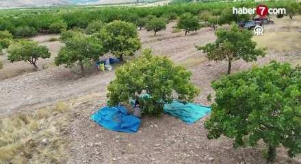 Malatya'da kayısıya alternatif olarak ekilen fıstık ağa&ccedil;larının hasadı başladı