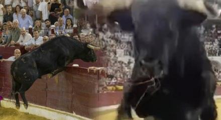 Murcia Boğa G&uuml;reşi Panayırı sırasında boğa trib&uuml;nlere atladığı anlar viral oldu