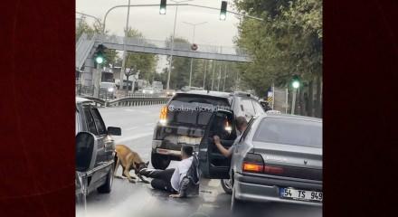 Sakarya'da başıboş k&ouml;pek dehşeti: Y&uuml;r&uuml;y&uuml;şe &ccedil;ıkan vatandaşı yolda s&uuml;r&uuml;kledi