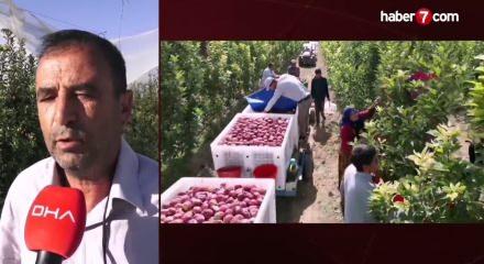 Ge&ccedil;en yıl don vurdu, hasat yapılamadı: Bu yıl y&uuml;zleri g&uuml;ld&uuml;rd&uuml;!