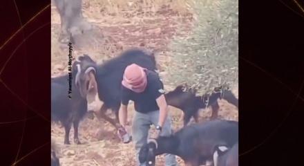 İsrail askerinin g&ouml;zetiminde Filistinlilerin hayvanlarını zehirlediler